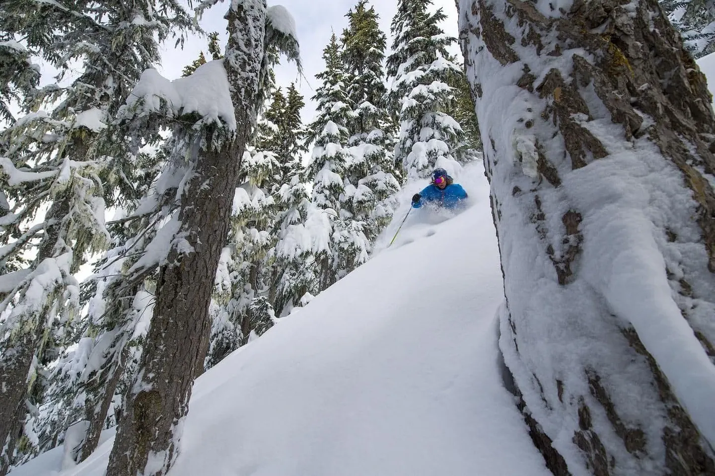 Skier through deep powder in the trees on an off piste course in Whistler