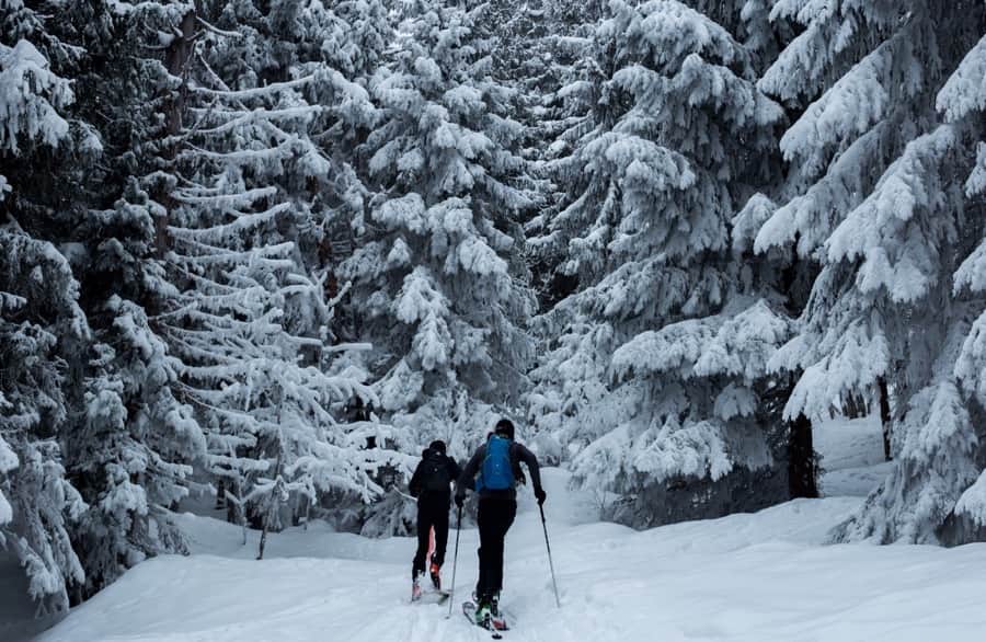 Snow Ski Trees