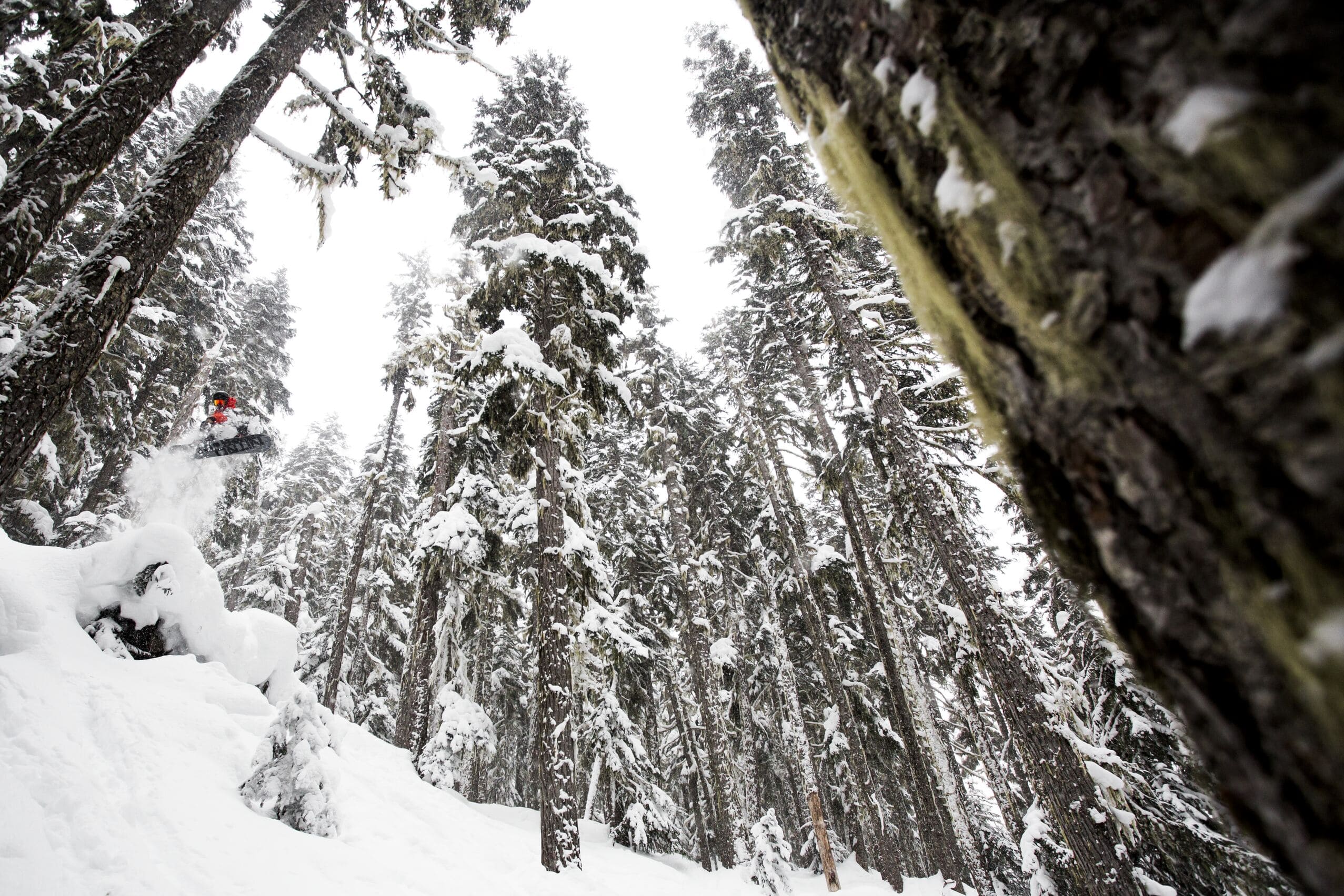  Arbres du Canada 